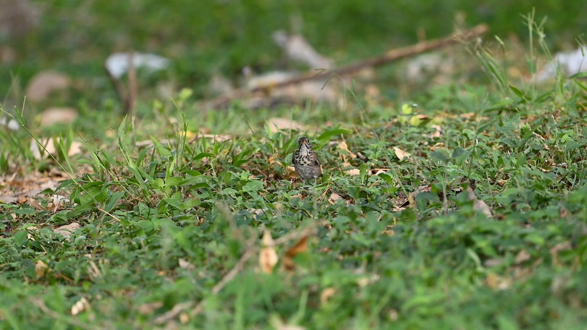 Gray-cheeked Thrush - Rolando Tomas Pasos Pérez