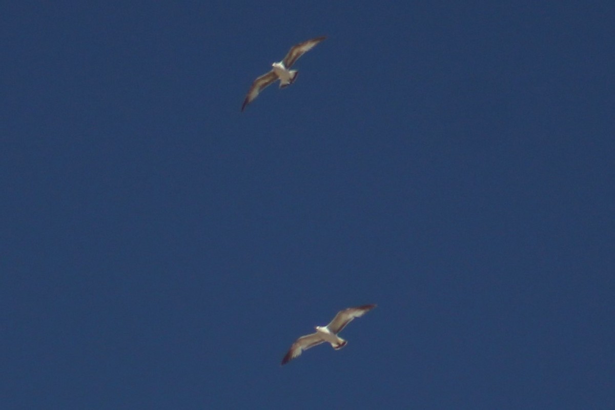 Ring-billed Gull - ML619469358