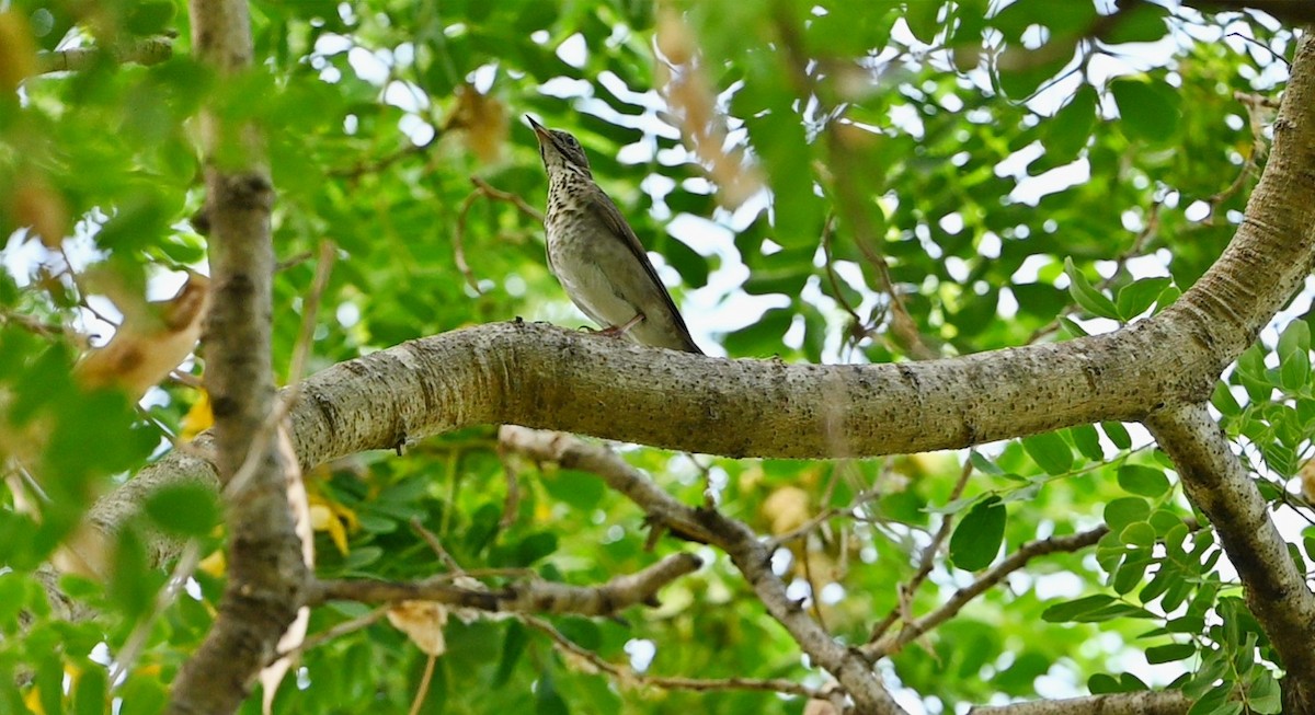 Gray-cheeked Thrush - Rolando Tomas Pasos Pérez