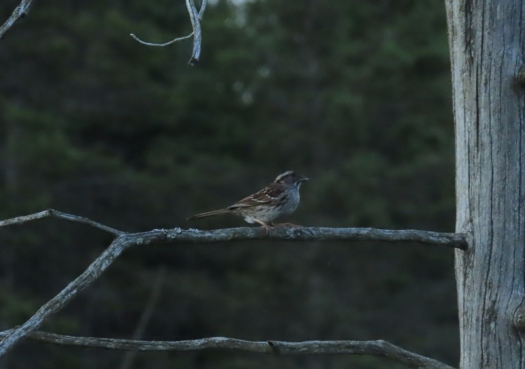 White-throated Sparrow - Katsu Sakuma