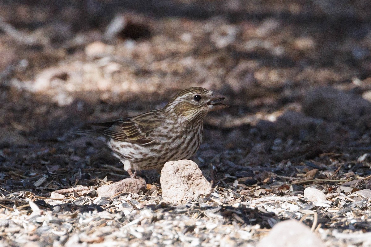 Cassin's Finch - Kenny Younger