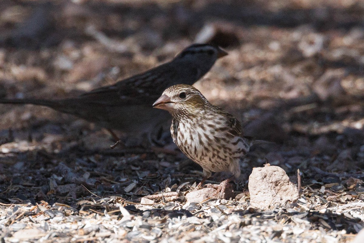 Cassin's Finch - Kenny Younger