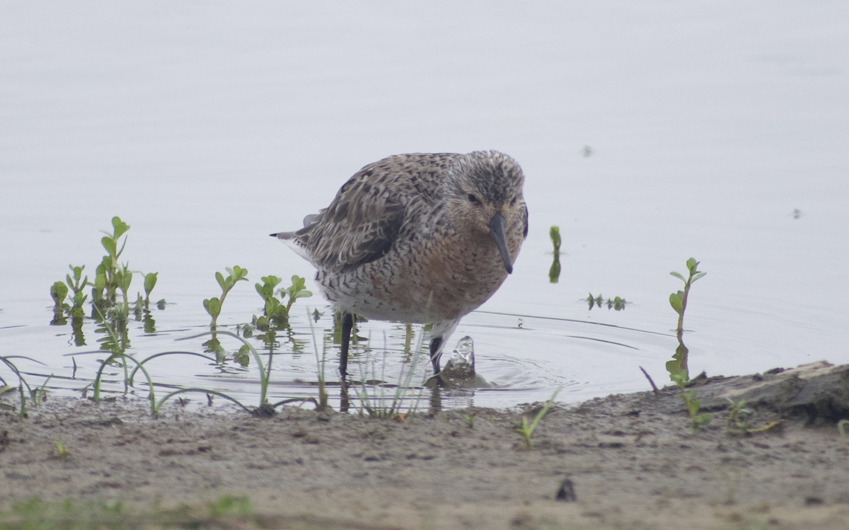 Red Knot - Andy McGeoch 🦆