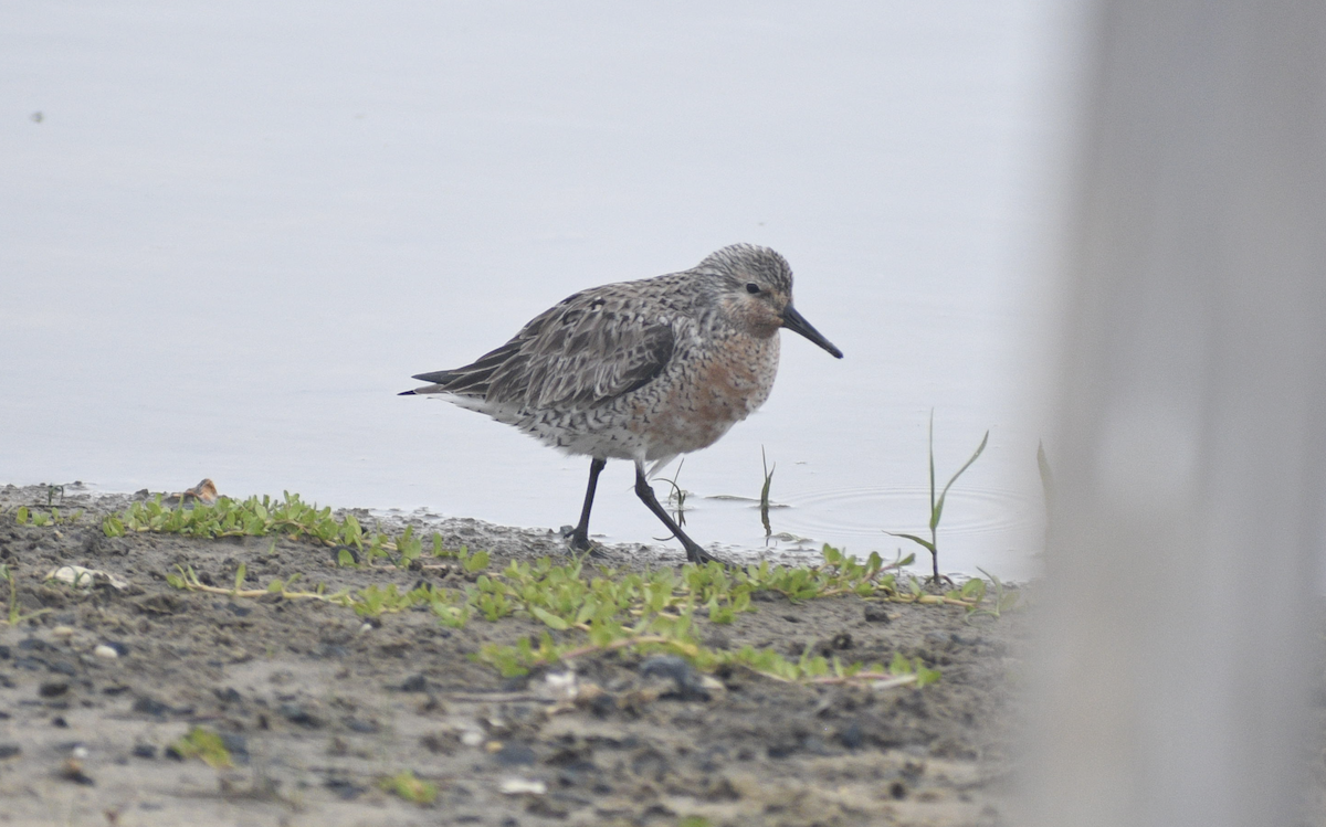 Red Knot - Andy McGeoch 🦆