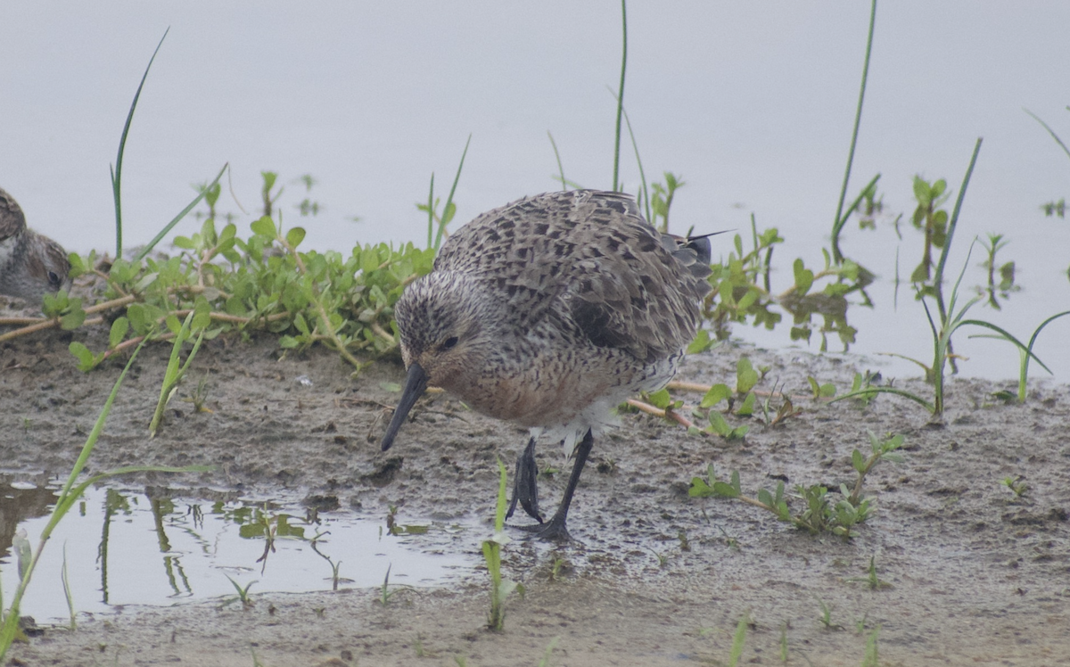 Red Knot - Andy McGeoch 🦆