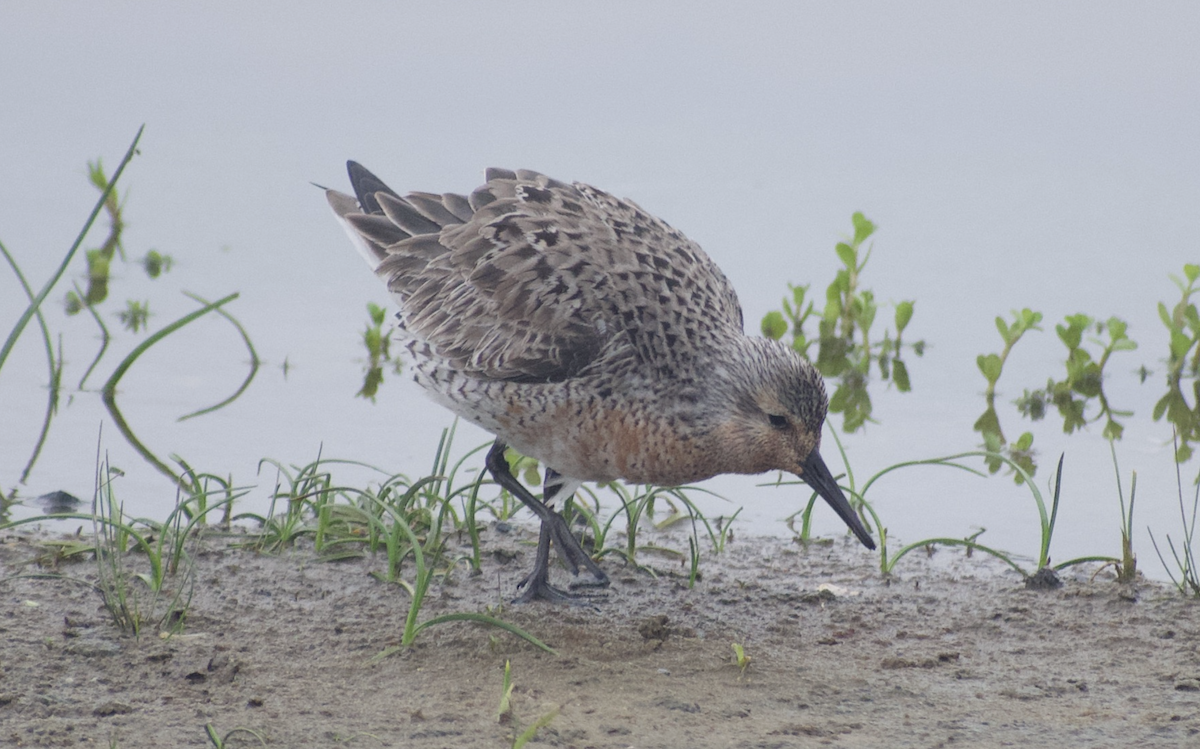 Red Knot - Andy McGeoch 🦆