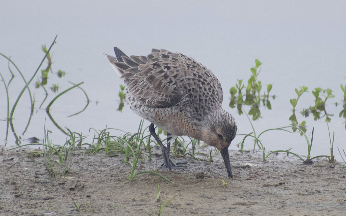 Red Knot - Andy McGeoch 🦆