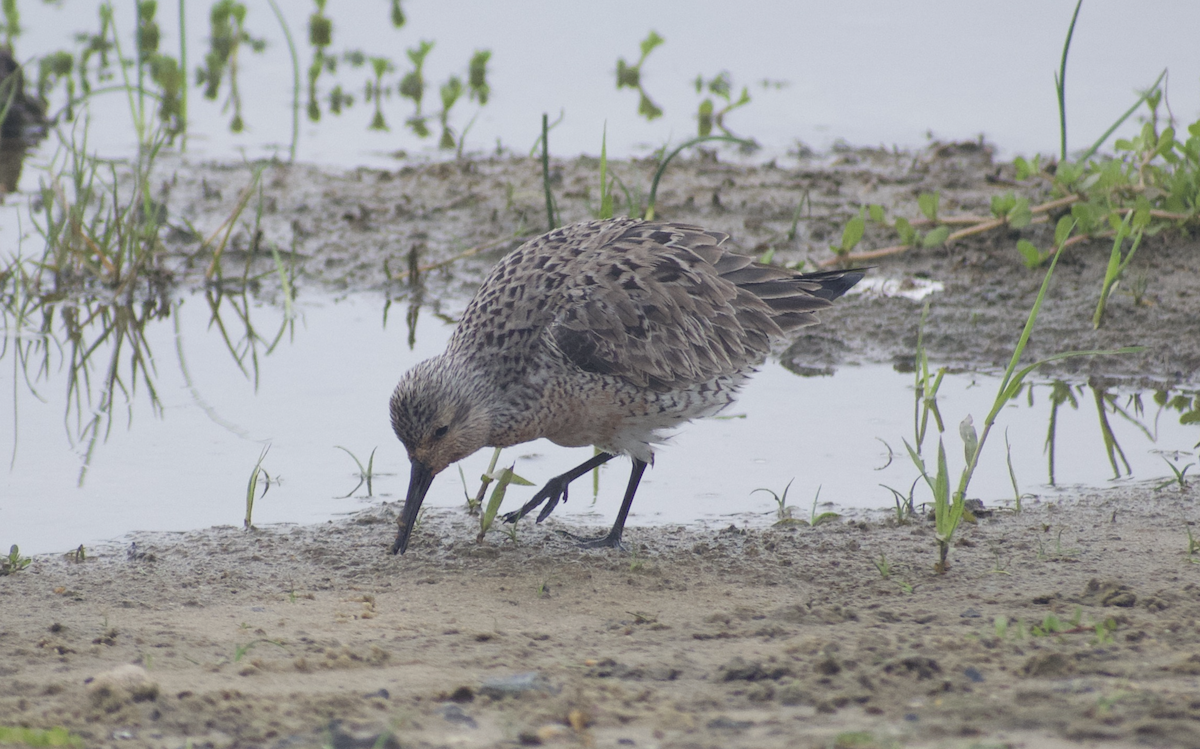 Red Knot - Andy McGeoch 🦆