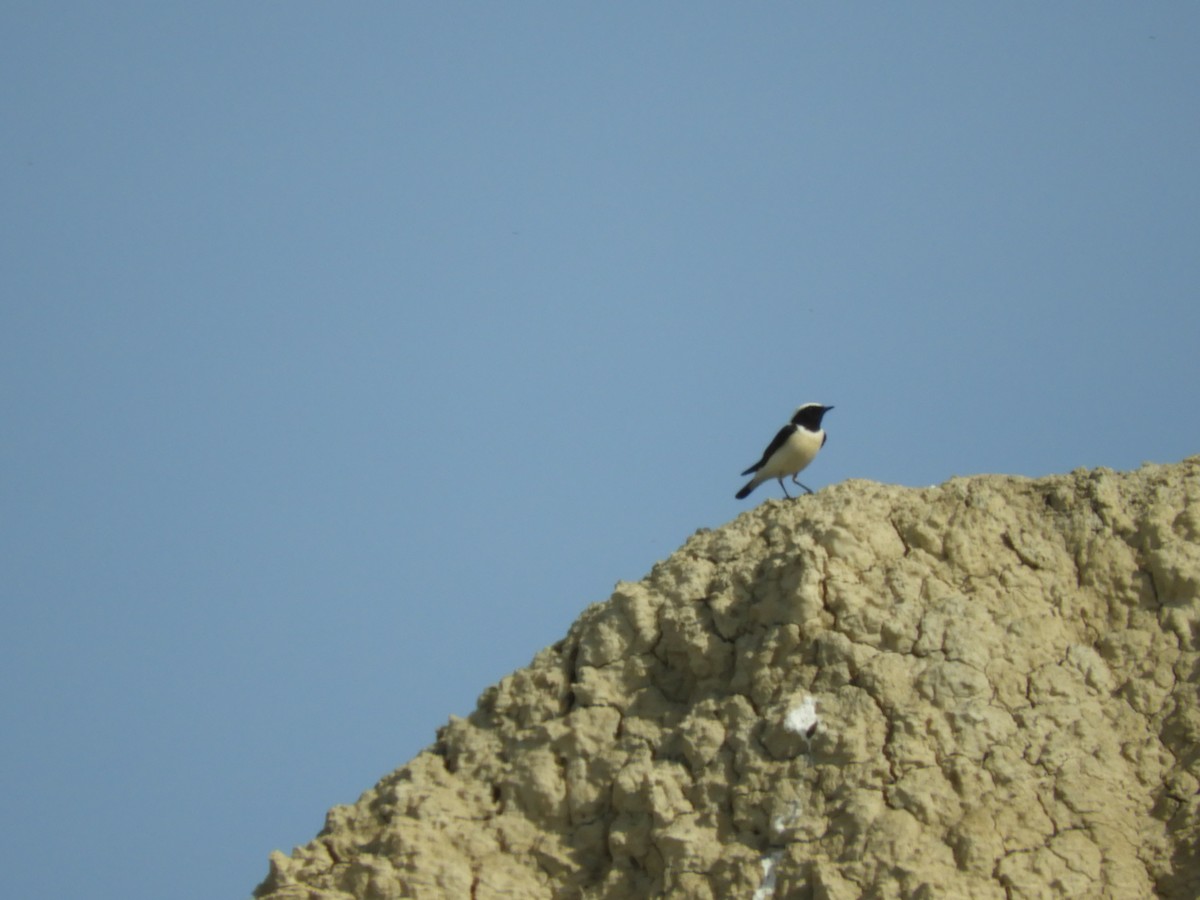 Pied Wheatear - Mac  McCall