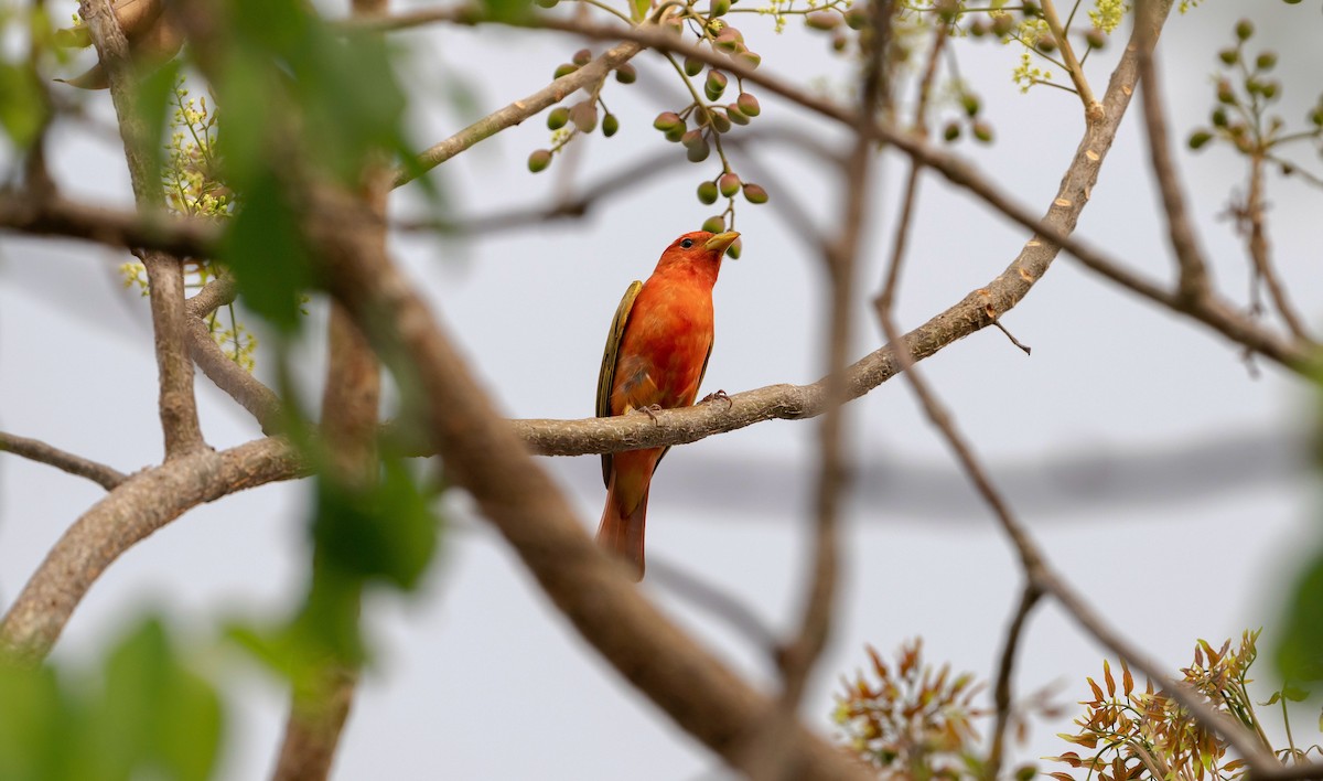 Summer Tanager - Rolando Tomas Pasos Pérez