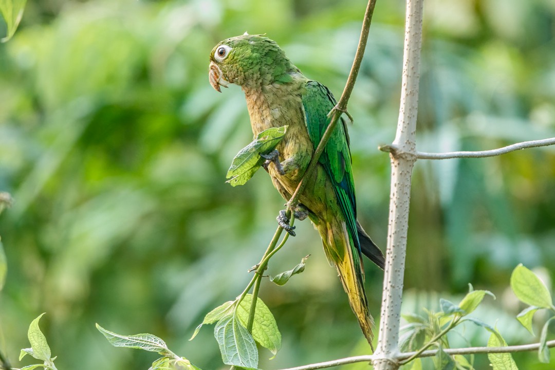 Olive-throated Parakeet - Sergio Romero