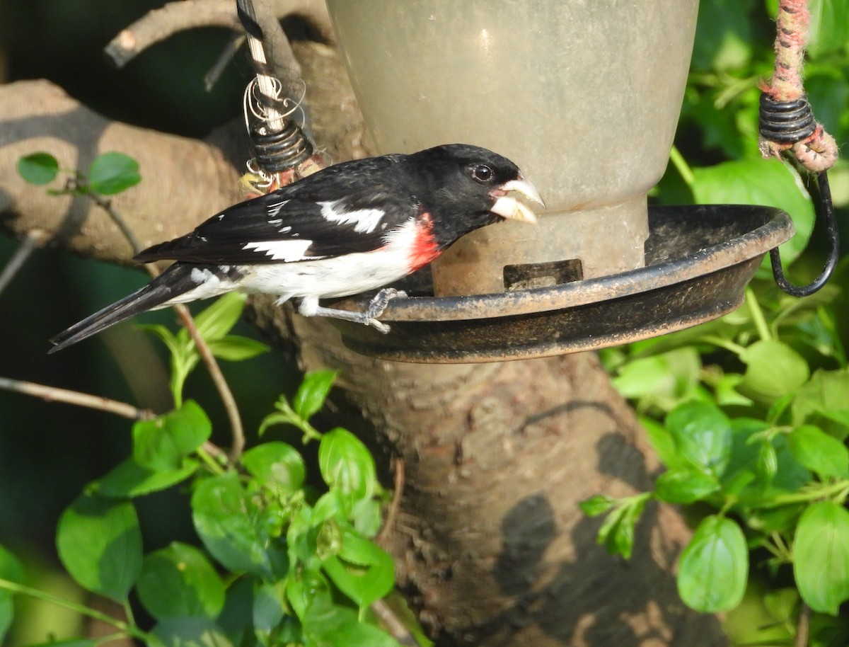 Rose-breasted Grosbeak - George Koppel