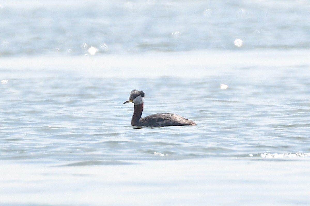 Red-necked Grebe - ML619469411