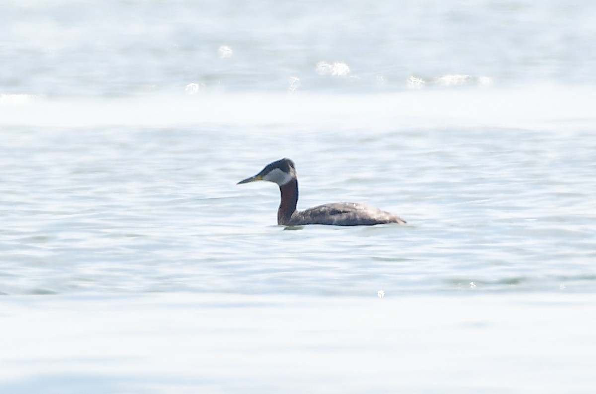 Red-necked Grebe - Chaiby Leiman