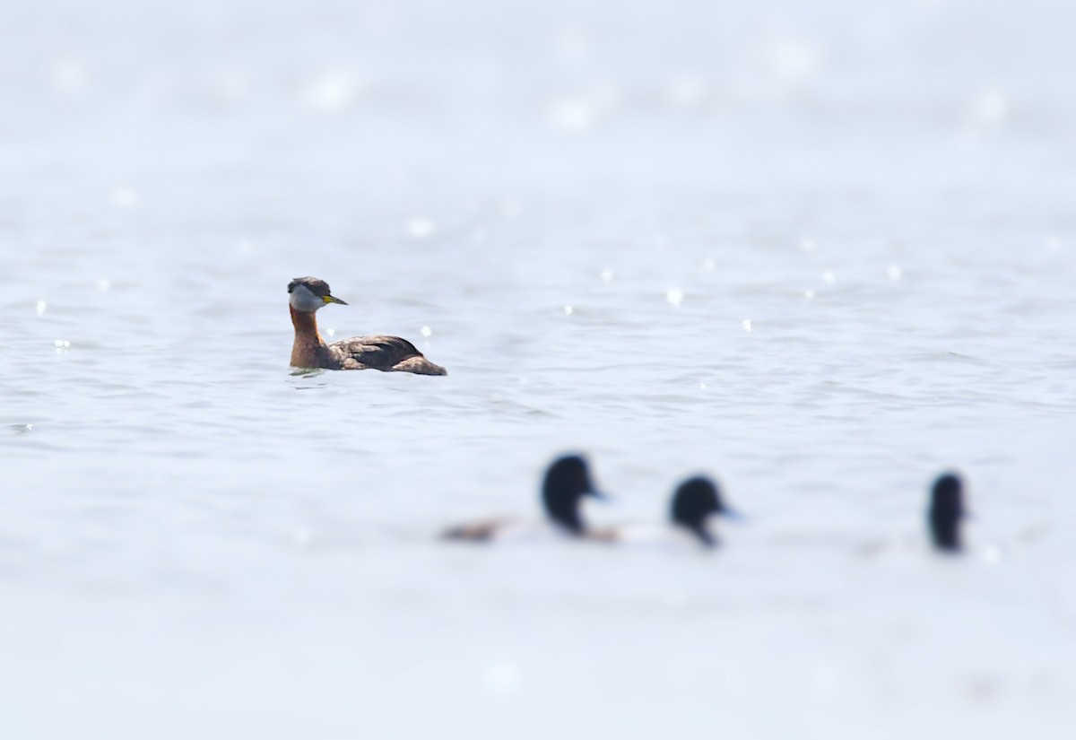 Red-necked Grebe - ML619469413