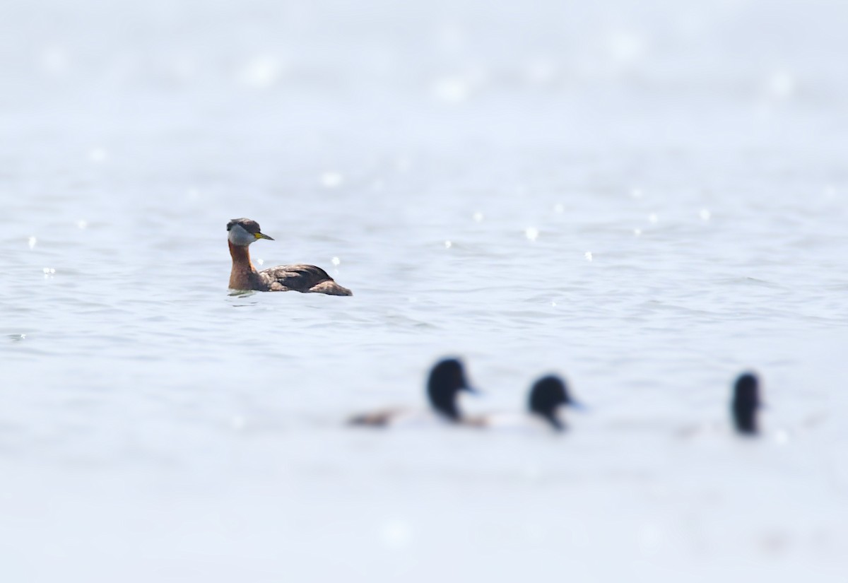 Red-necked Grebe - Chaiby Leiman