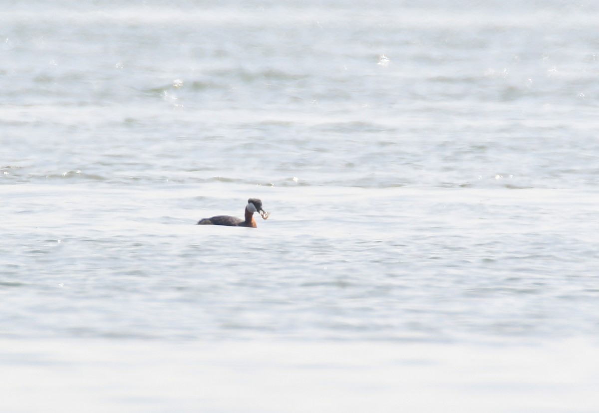 Red-necked Grebe - ML619469414
