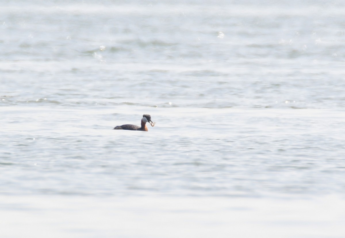 Red-necked Grebe - Chaiby Leiman