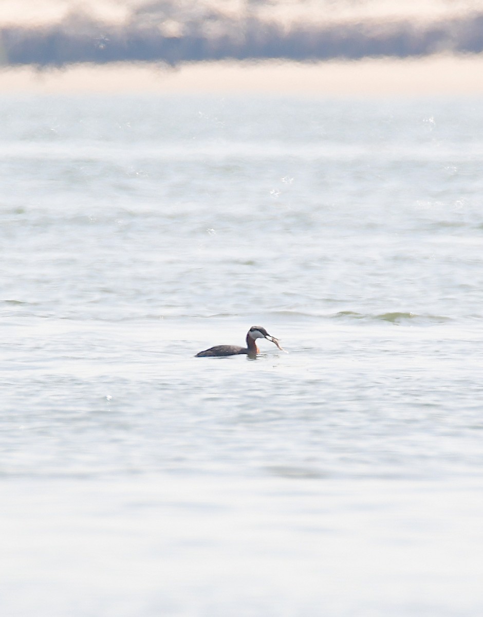 Red-necked Grebe - Chaiby Leiman