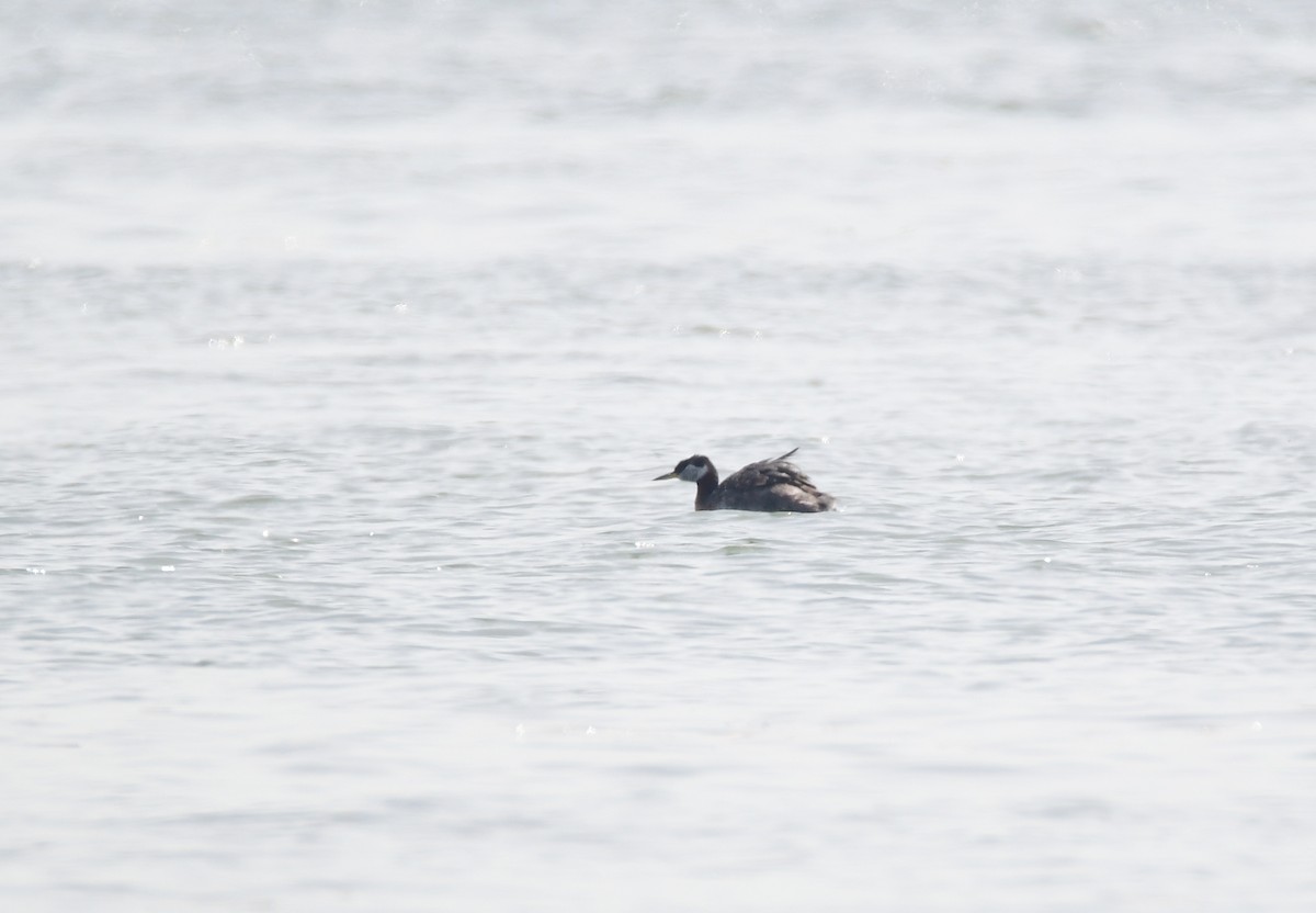 Red-necked Grebe - ML619469416