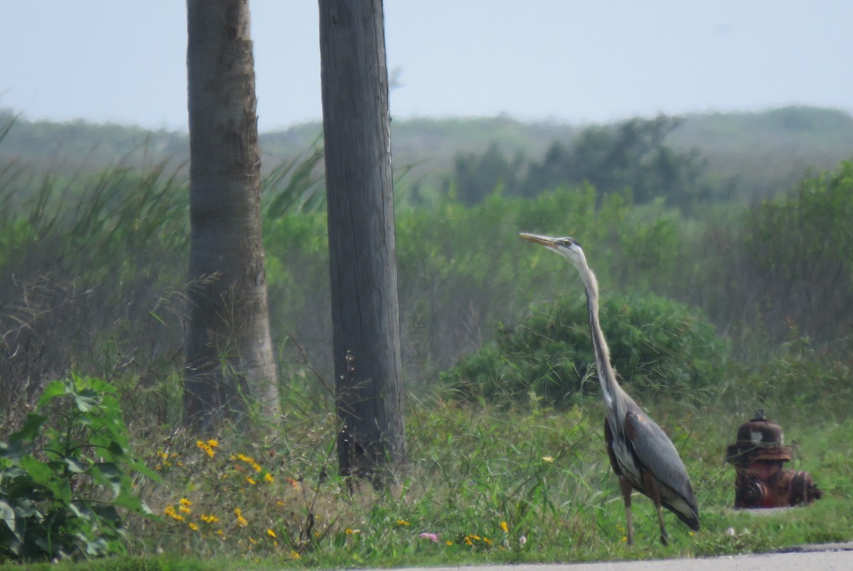 Great Blue Heron - ML619469417