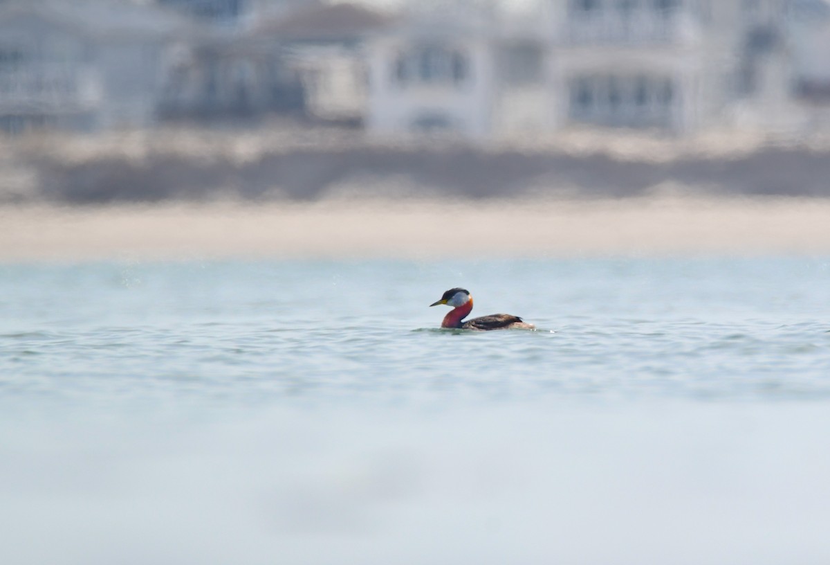 Red-necked Grebe - ML619469418