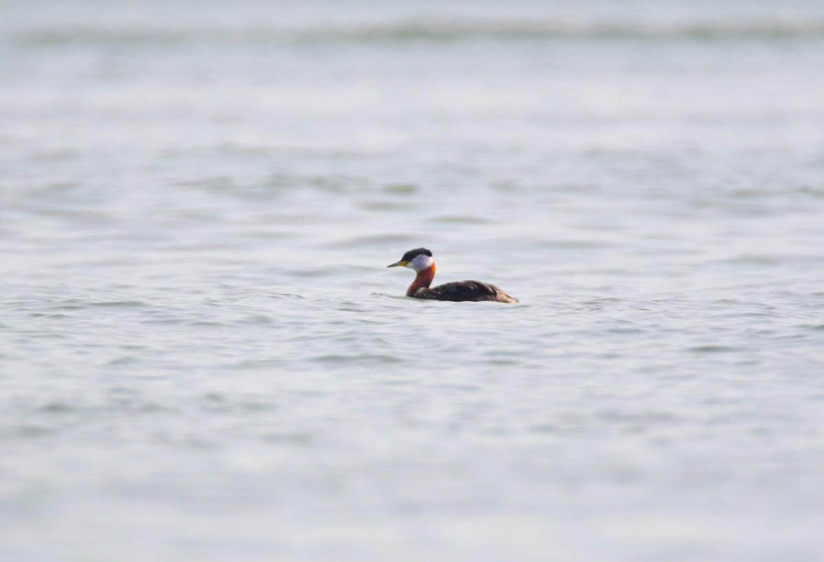 Red-necked Grebe - ML619469419
