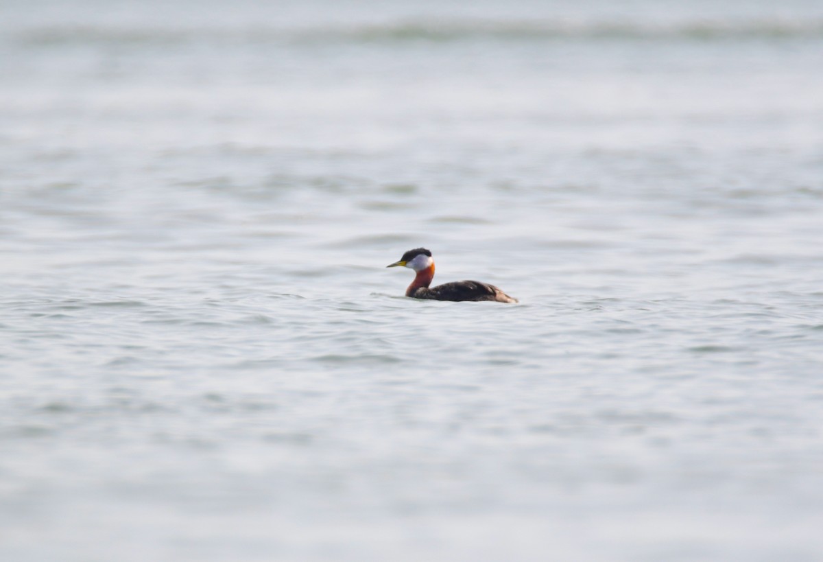 Red-necked Grebe - Chaiby Leiman