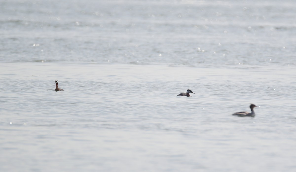 Red-necked Grebe - Chaiby Leiman