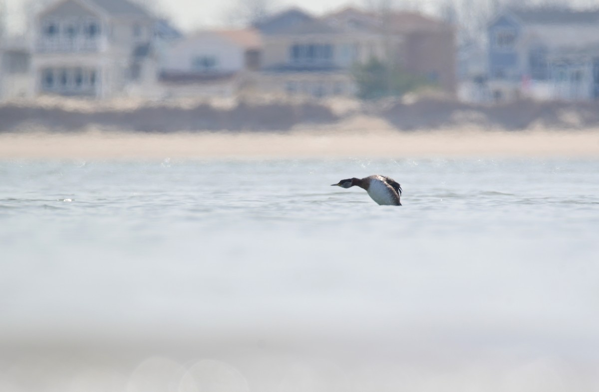 Red-necked Grebe - Chaiby Leiman