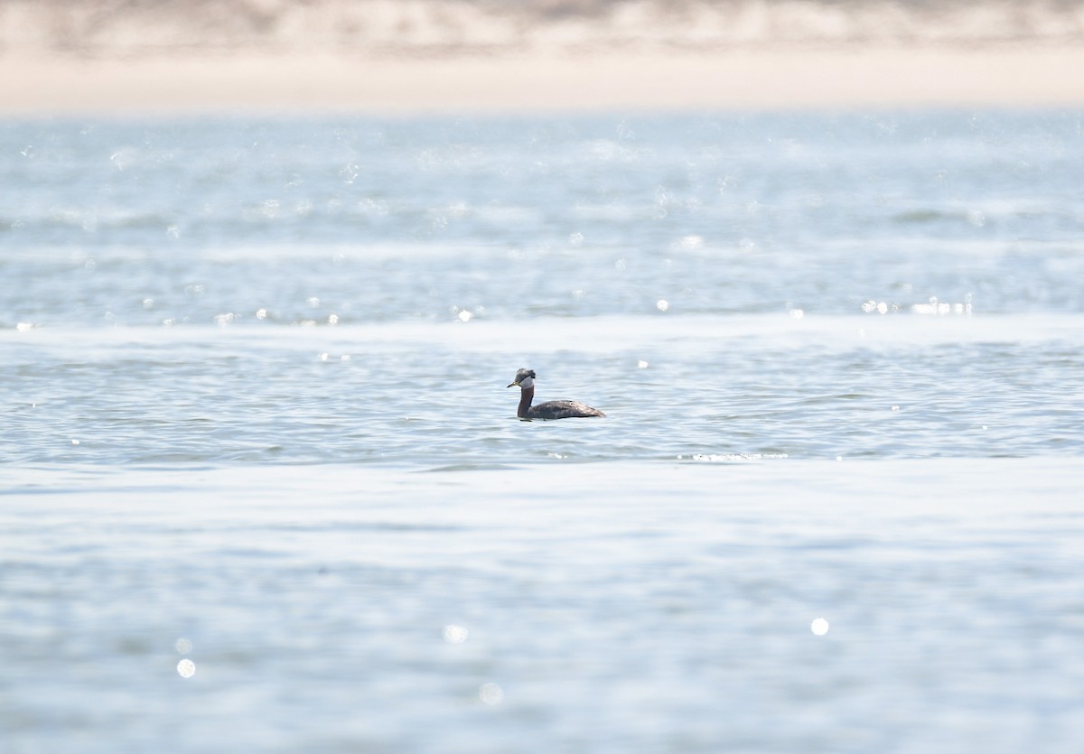 Red-necked Grebe - ML619469422