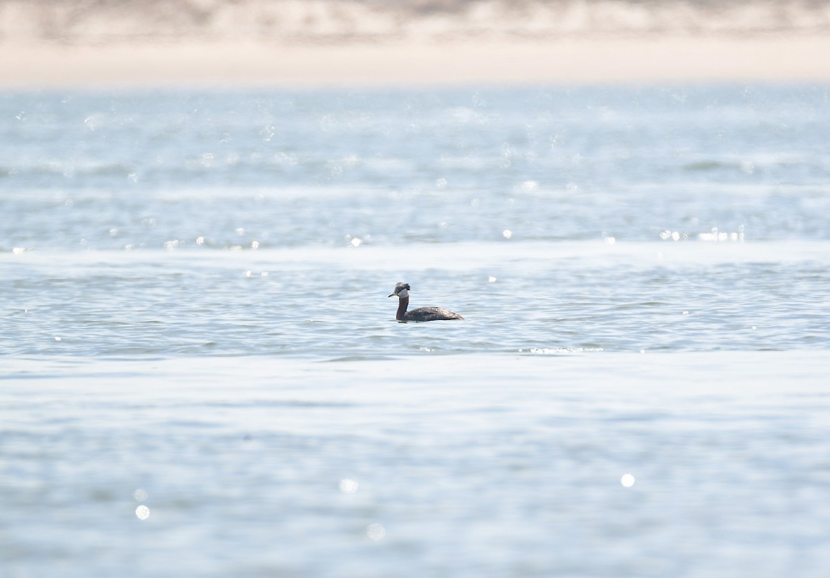 Red-necked Grebe - Chaiby Leiman