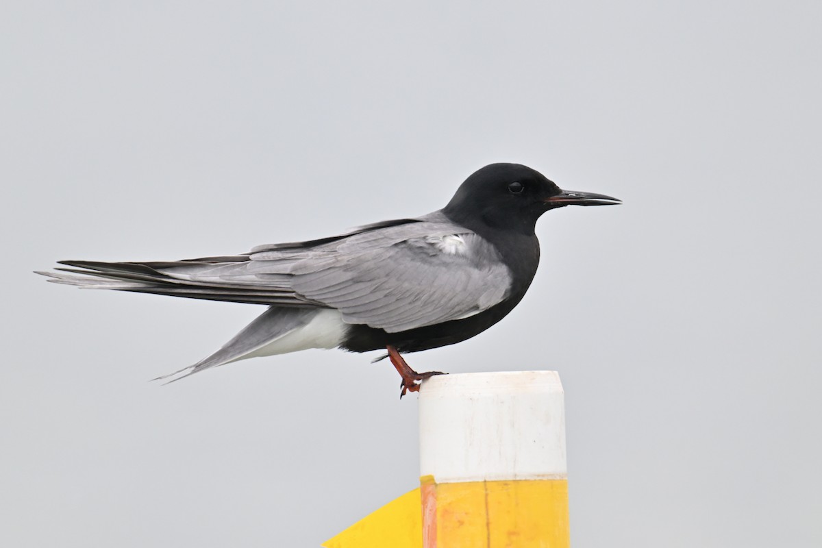 Black Tern - Trey Weaver