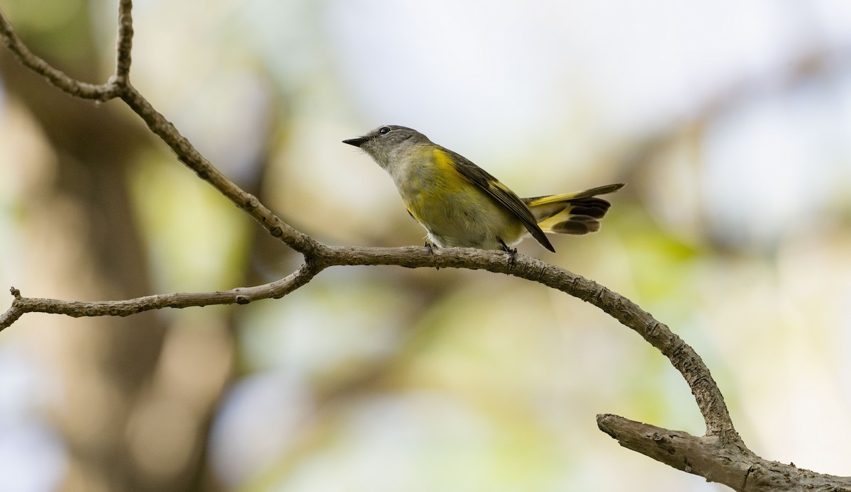 American Redstart - Rolando Tomas Pasos Pérez