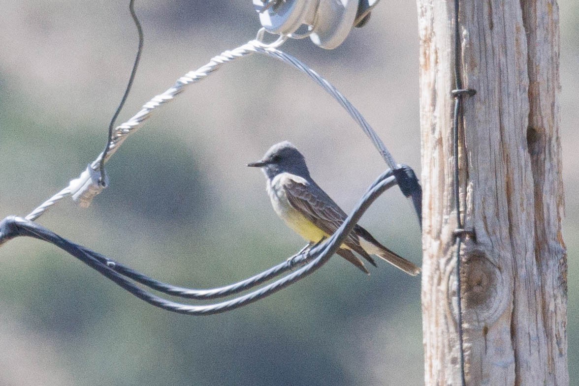 Cassin's Kingbird - Kenny Younger