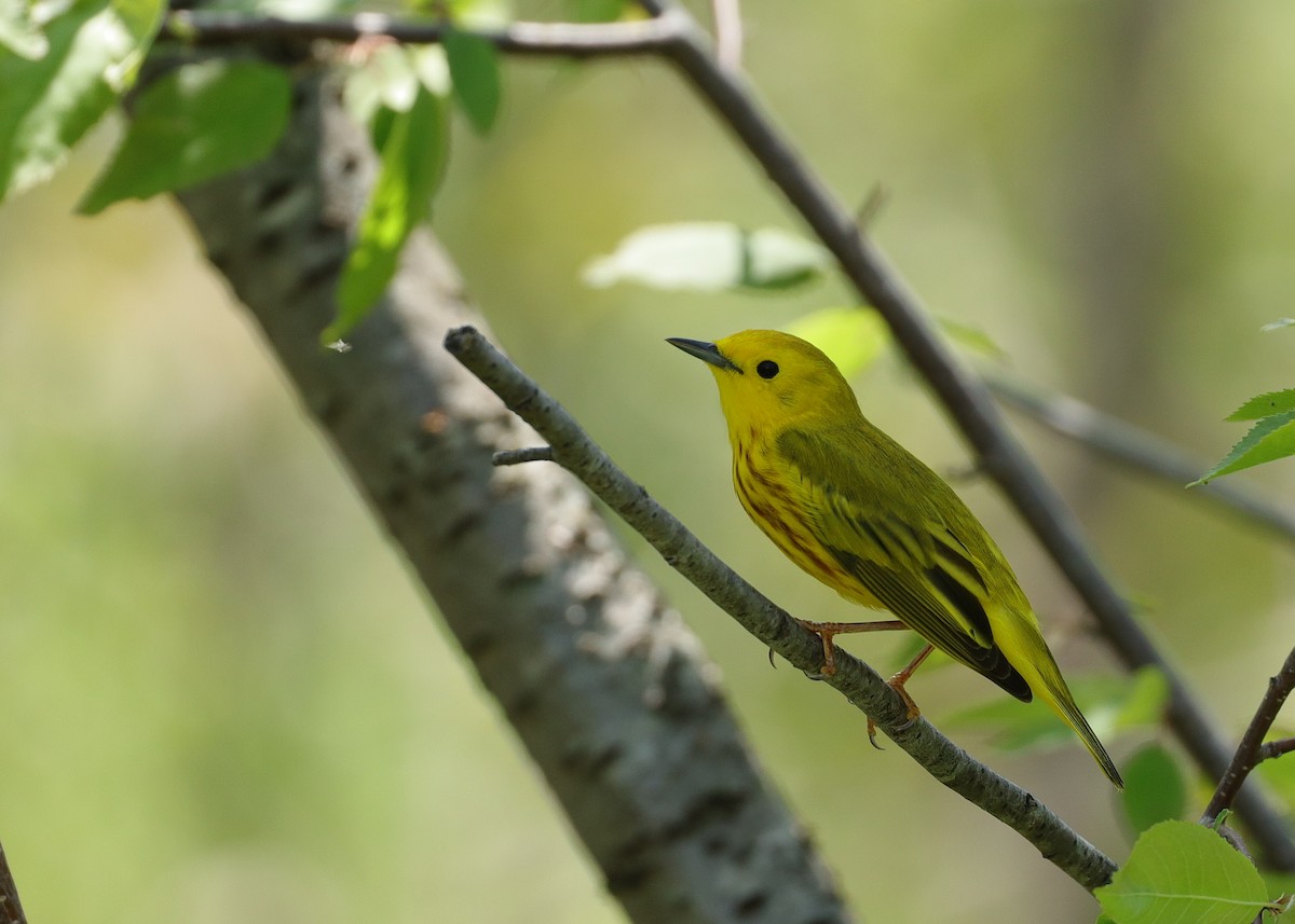 Yellow Warbler - Claude Allard