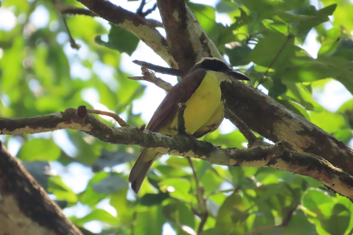 Boat-billed Flycatcher - David Brinkman