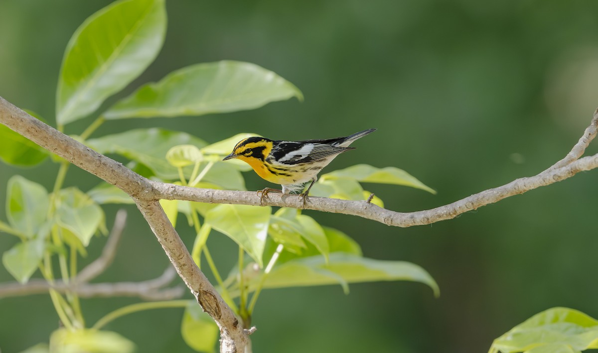 Blackburnian Warbler - Rolando Tomas Pasos Pérez