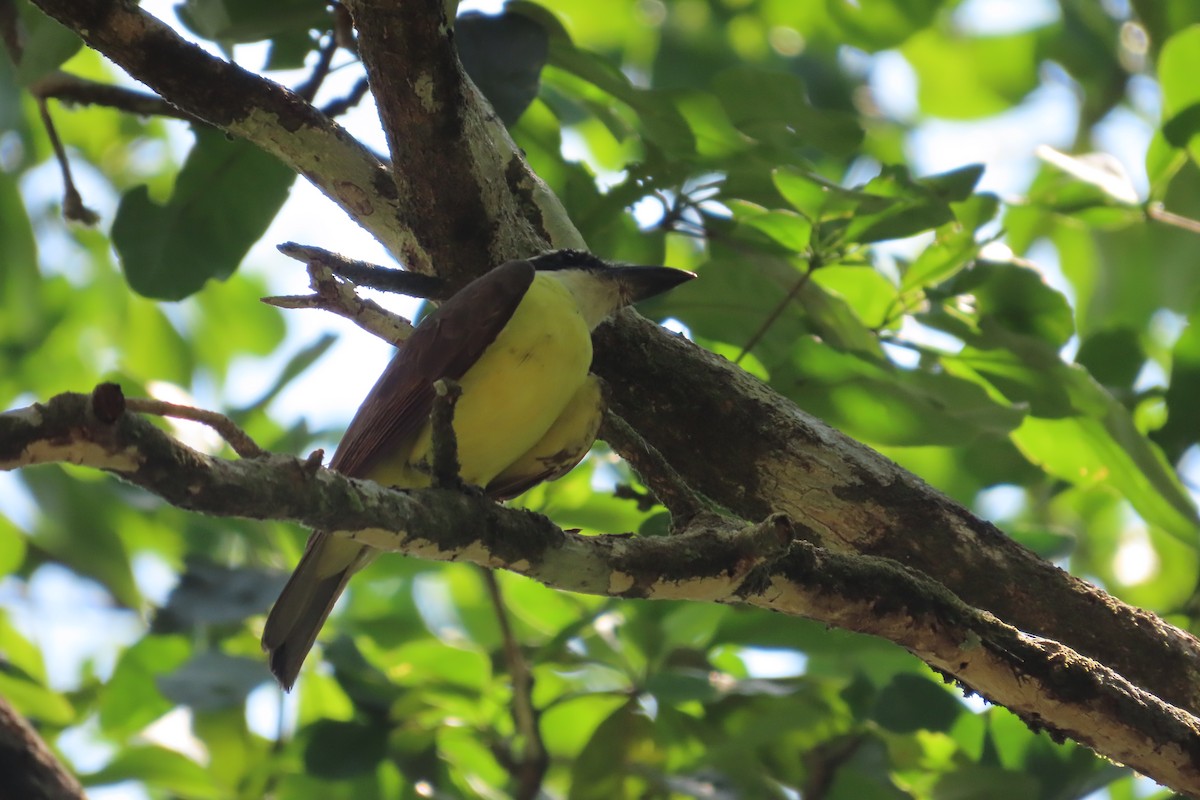 Boat-billed Flycatcher - David Brinkman