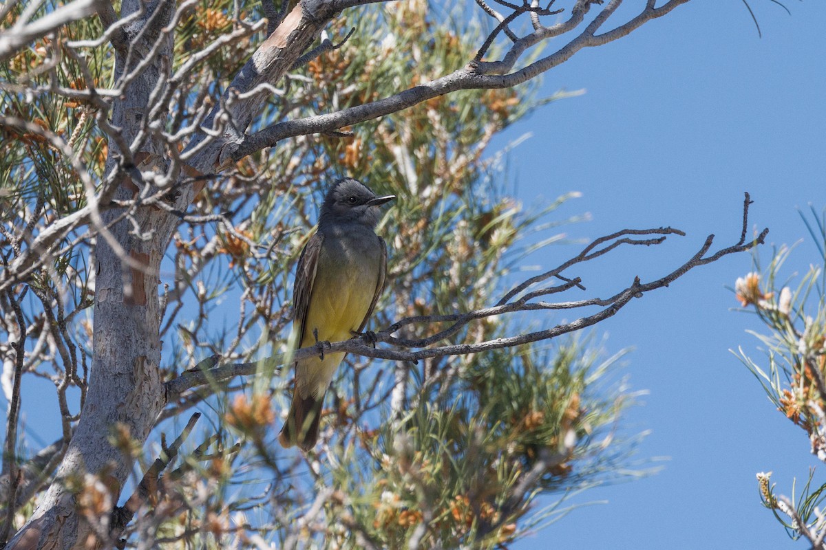 Cassin's Kingbird - Kenny Younger