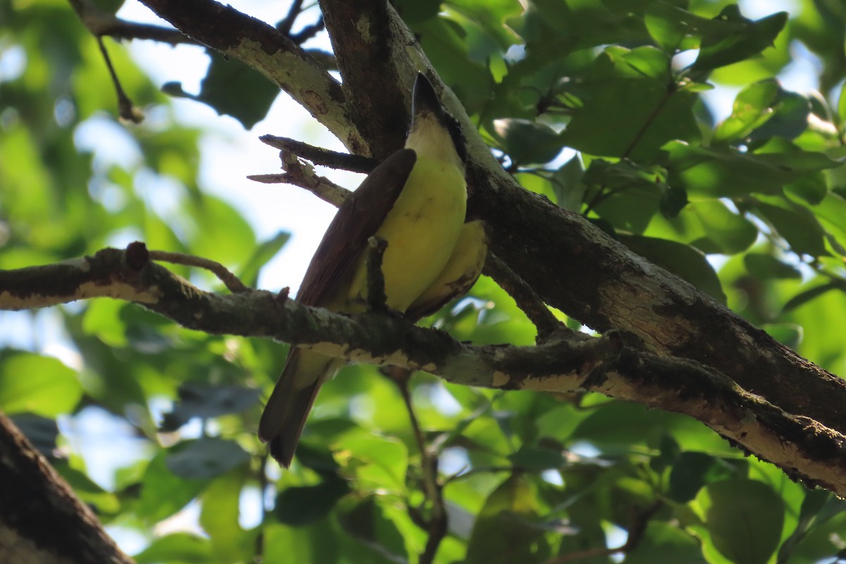 Boat-billed Flycatcher - David Brinkman