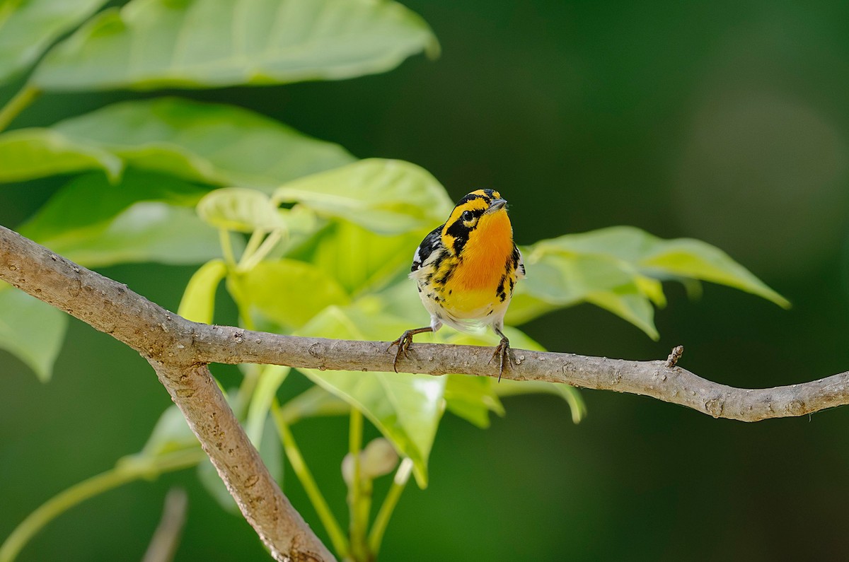 Blackburnian Warbler - Rolando Tomas Pasos Pérez