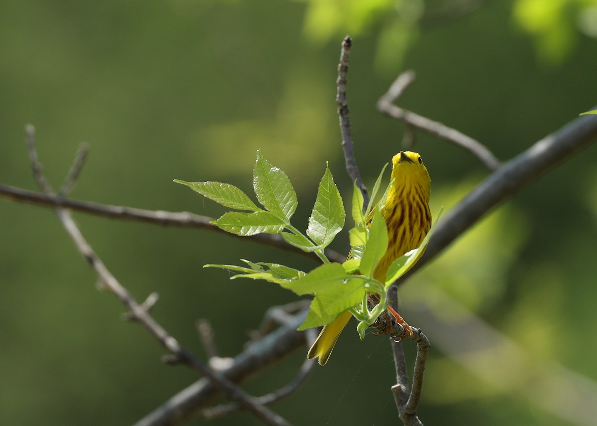 Yellow Warbler - Claude Allard