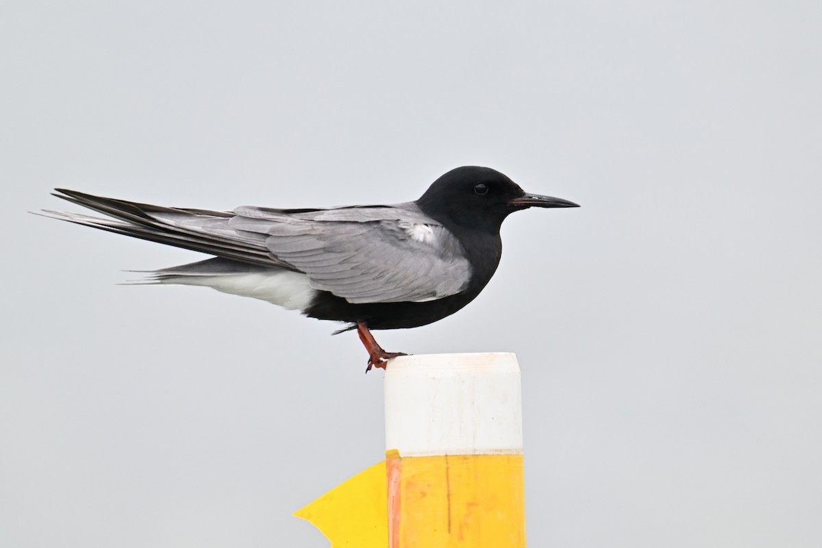 Black Tern - Trey Weaver