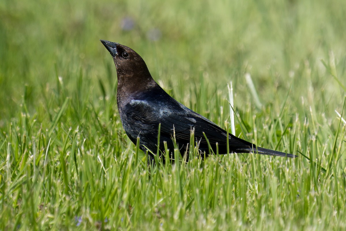 Brown-headed Cowbird - Paco Luengo