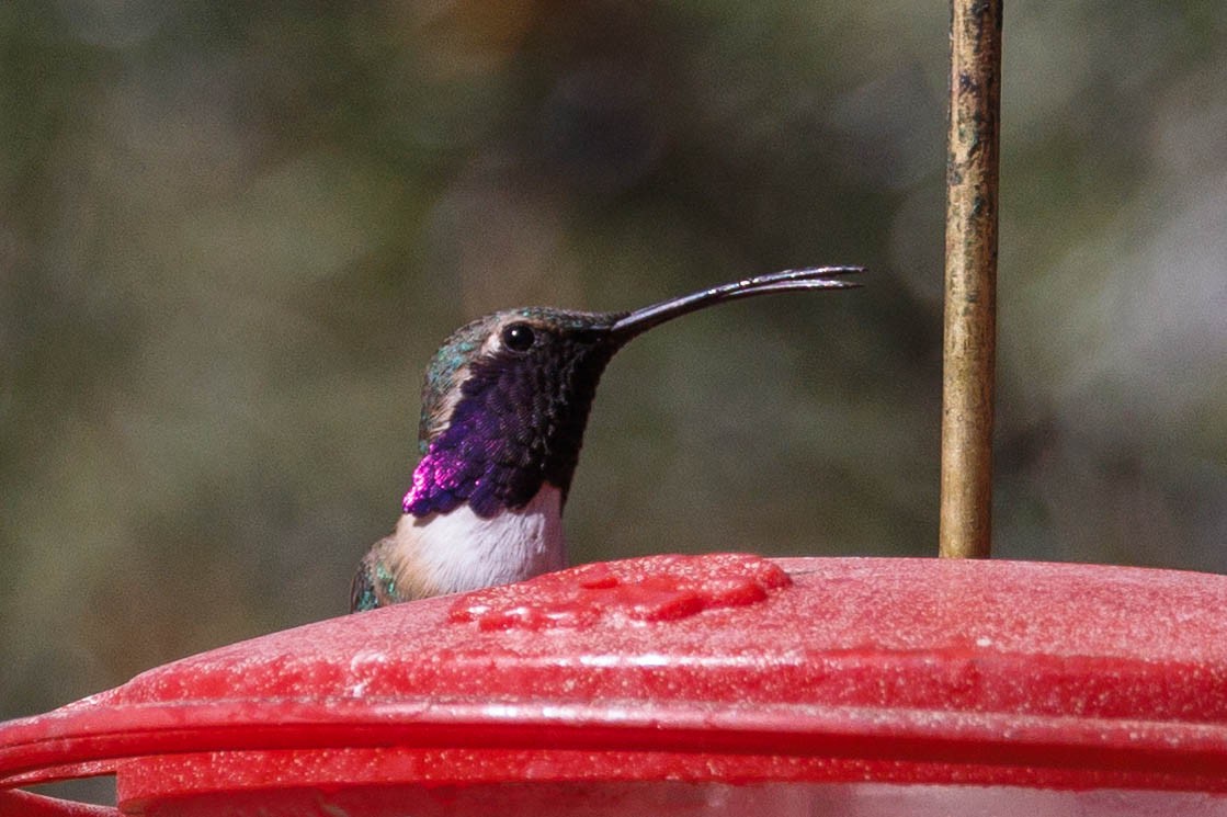 Lucifer Hummingbird - Kenny Younger