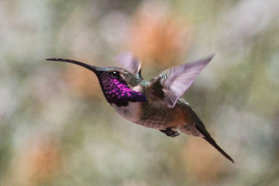 Lucifer Hummingbird - Kenny Younger