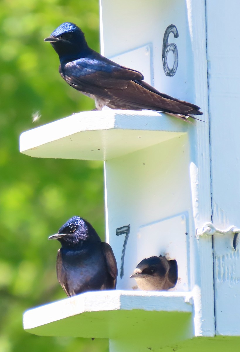 Purple Martin - Randy Shonkwiler