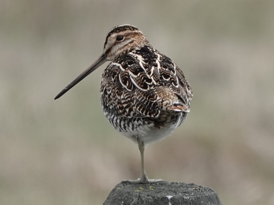 Wilson's Snipe - Mike Blancher