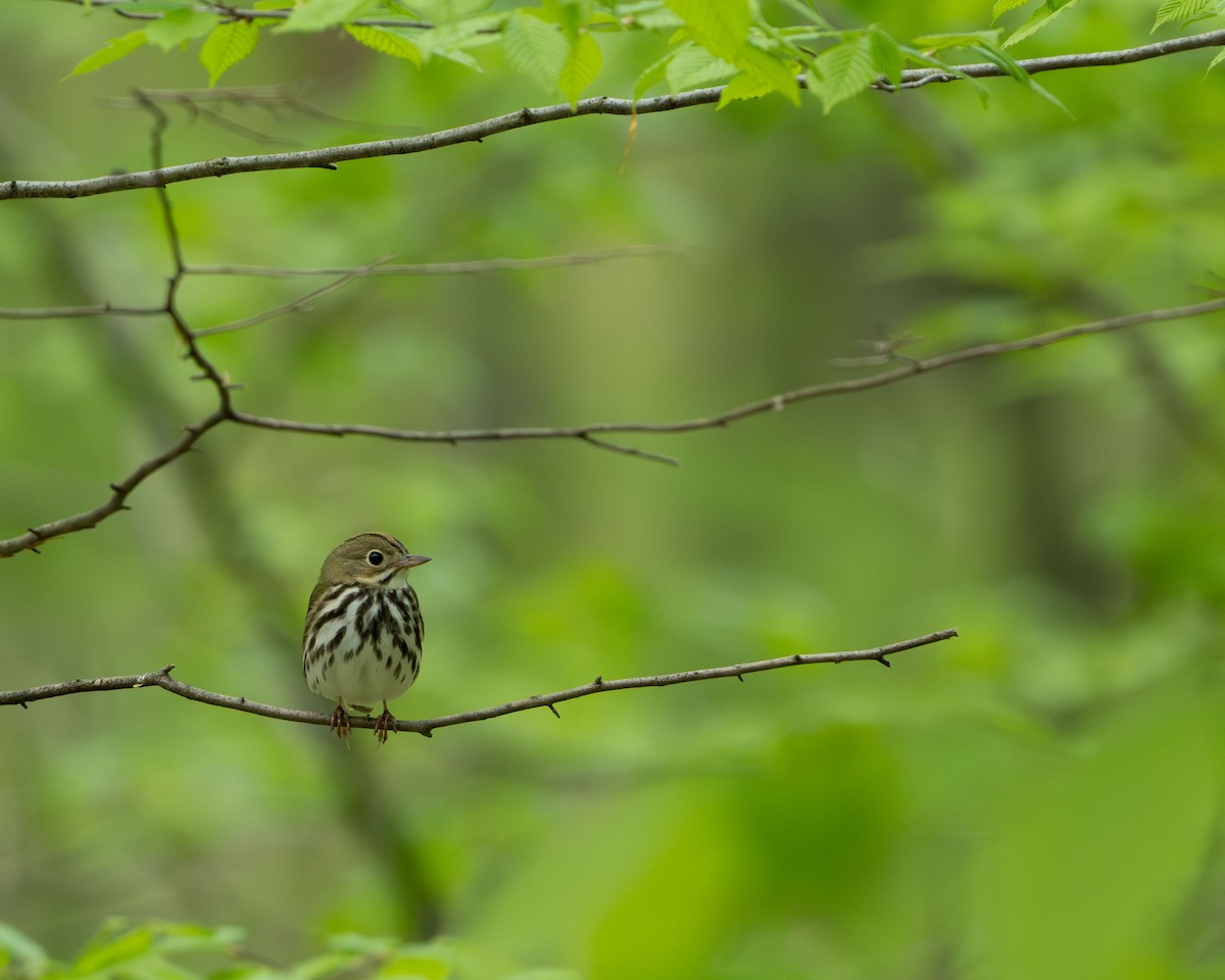 Ovenbird - Anthony Kaduck